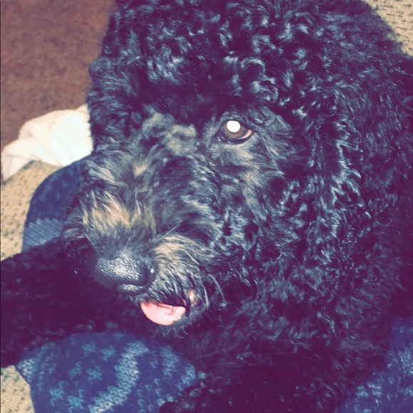 Meet your Posher, Kate - Picture 1 of 1